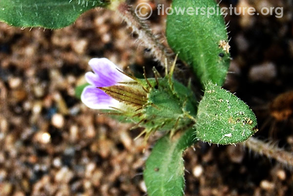 Small flowered rungia