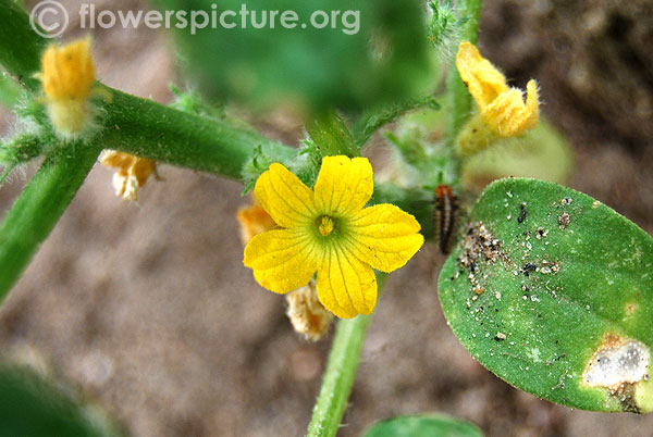 Small gourd