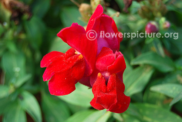 Snapdragon flower