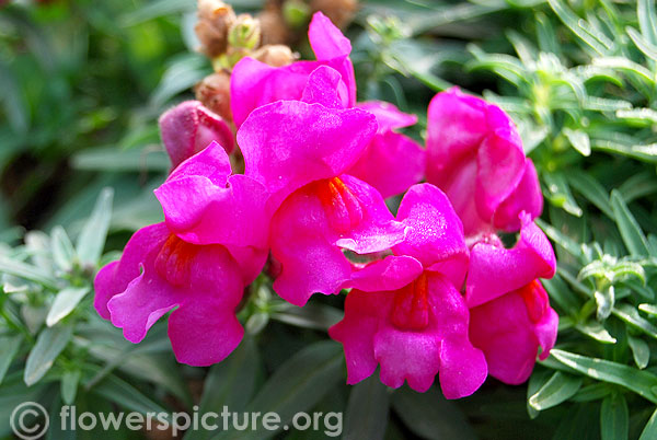 Snapdragon