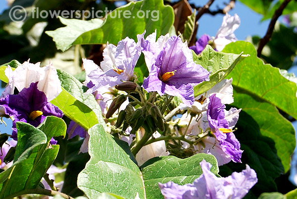 Solanum erianthum