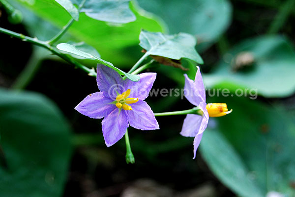 Solanum trilobatum