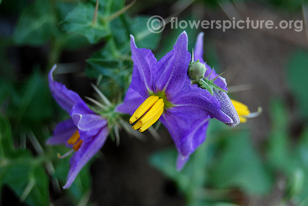 Solanum virginianum