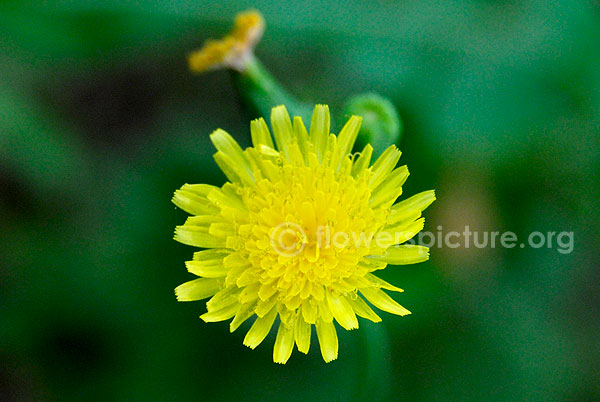 sonchus asper