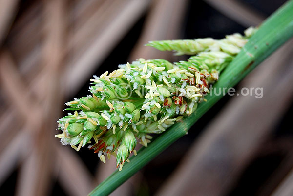 Sorghum