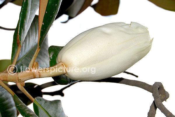 Southern magnolia buds