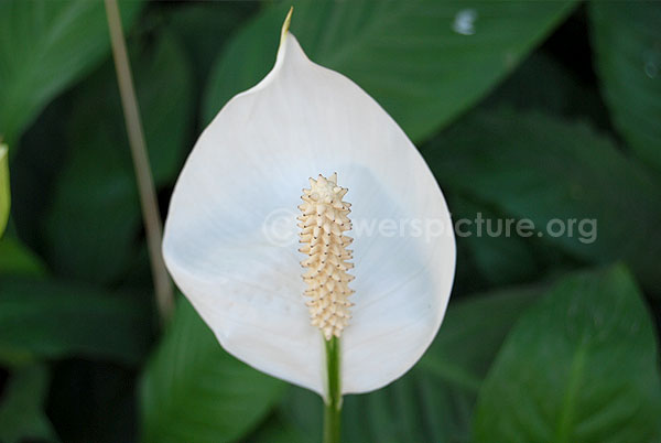 spathiphyllum wallisii