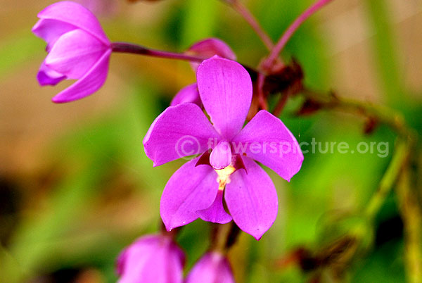 spathoglottis plicata