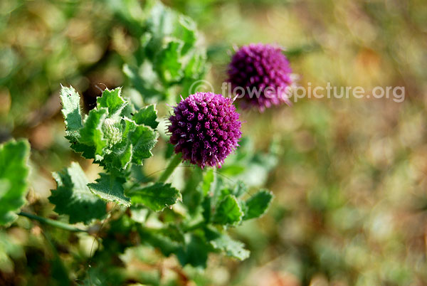 Sphaeranthus indicus