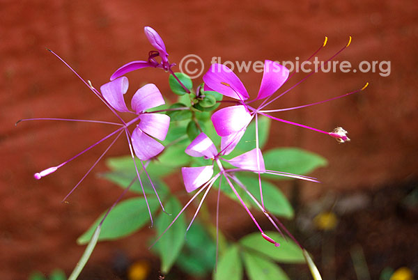 Spider flower