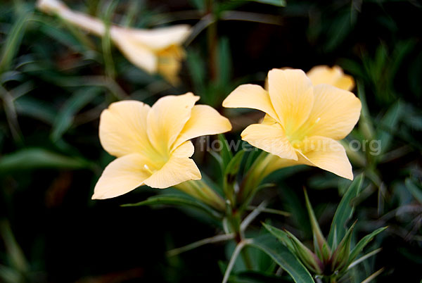 Spiny barleria