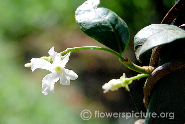 Star jasmine