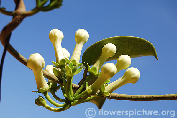 Stephanotis floribunda