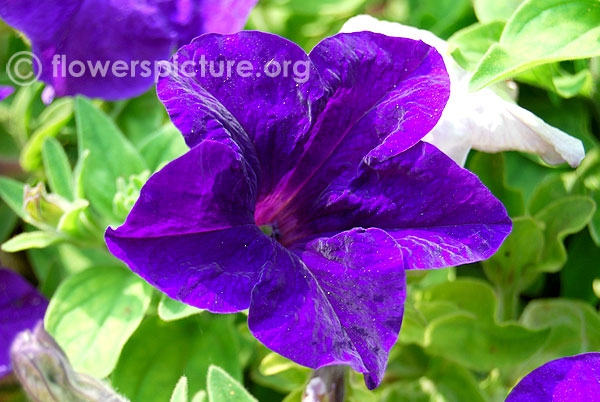 Storm Blue Petunia