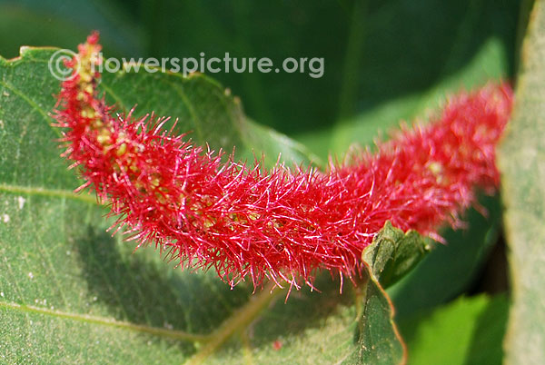 Strawberry foxtail