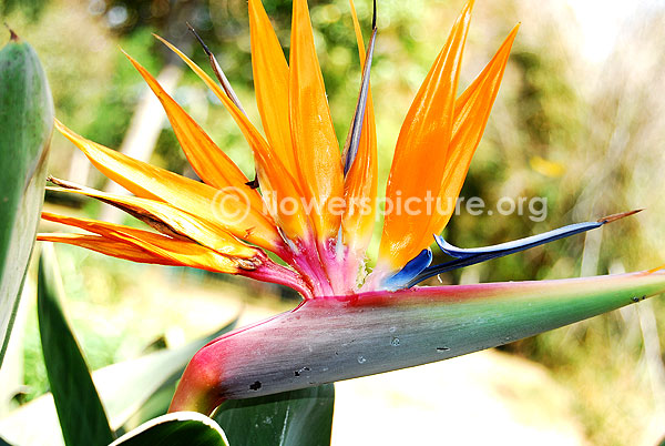 Strelitzia reginae