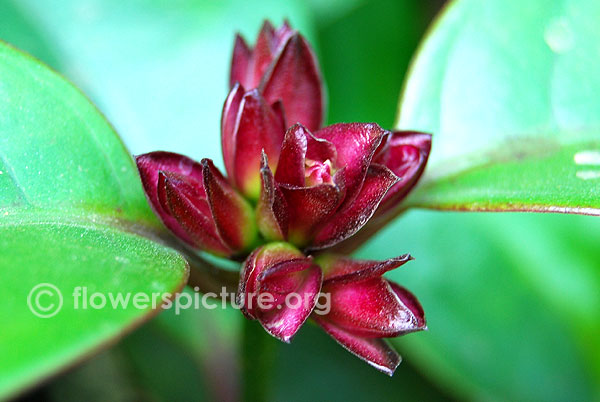 Strophanthus gratus buds