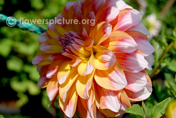 Sugar cane dahlia