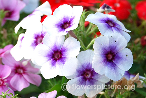 Summer phlox