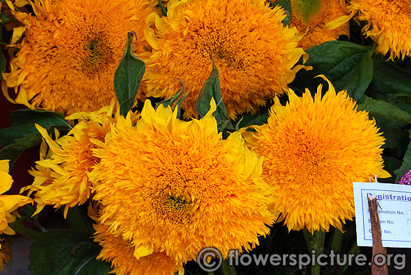 Sunflower 'Teddy Bear'