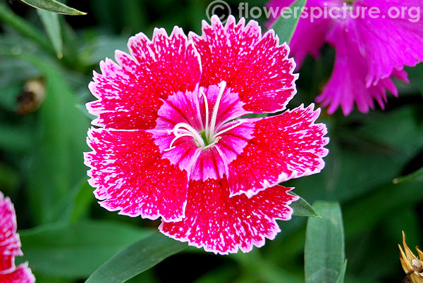 Sweet william