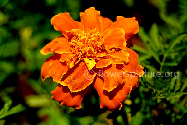 french marigold