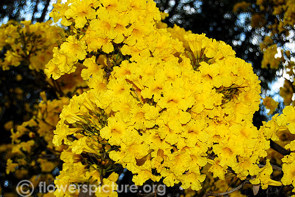 Tabebuia aurea