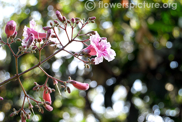 Tabebuia berteroi