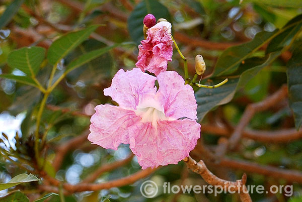 Tabebuia rosea single