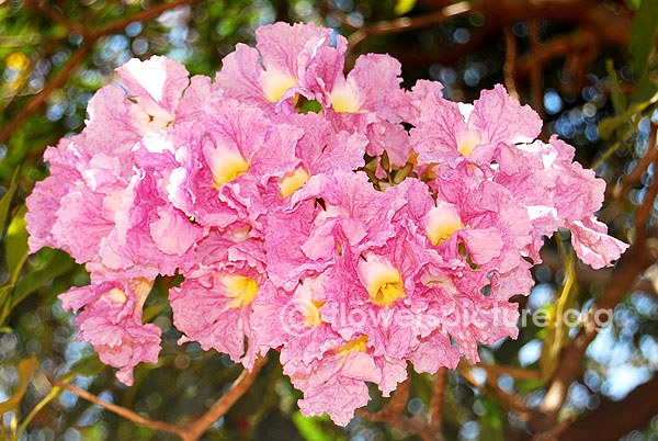 tabebuia rosea