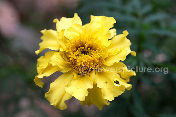 tagetes erecta