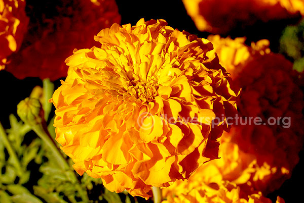 tagetes erecta orange