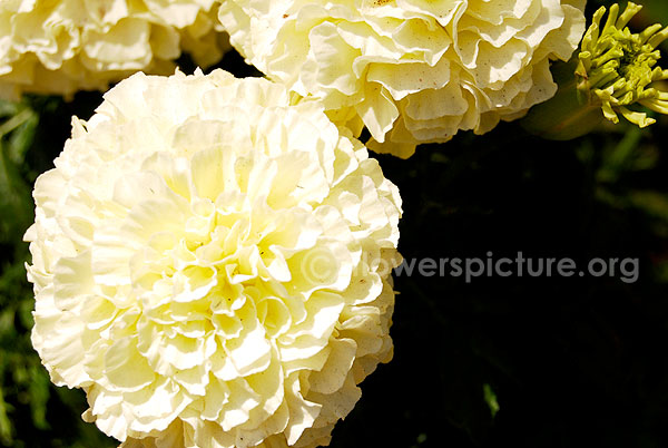 tagetes erecta white