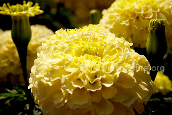 tagetes erecta white green mixed