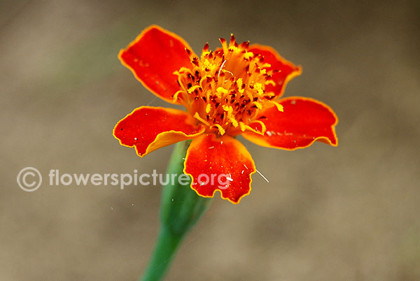 Tagetes patula