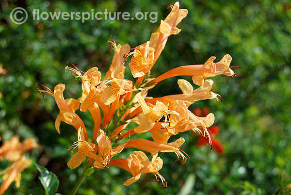 Tecoma capensis