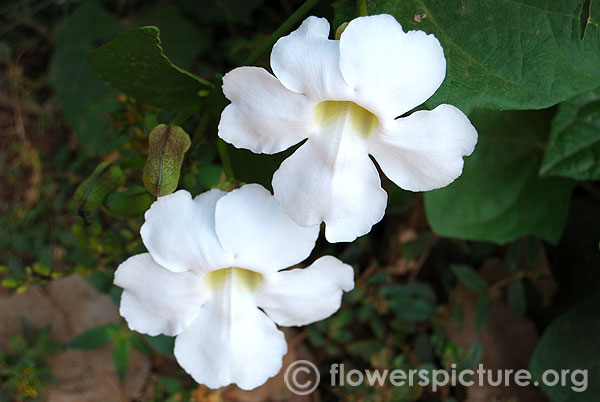 Thunbergia grandiflora