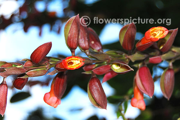 Thunbergia mysorensis