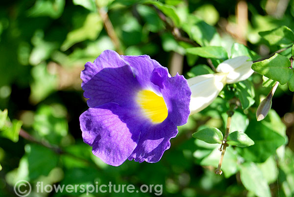 thunbergia erecta