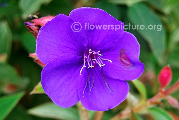 Tibouchina urvilleana