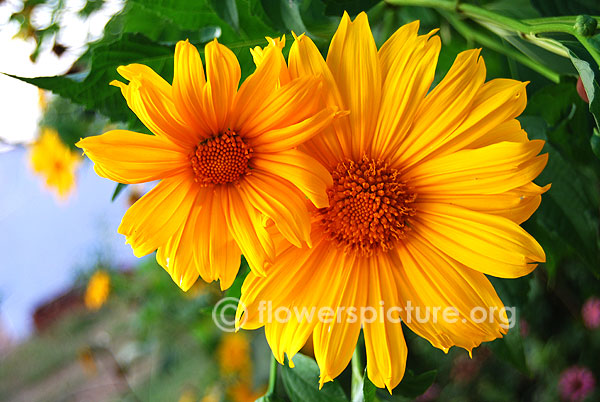 Tithonia diversifolia