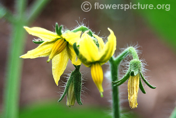 Tomato flower