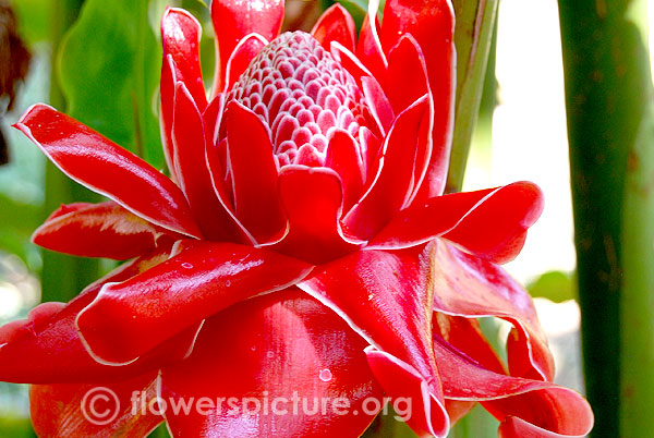 Torch ginger