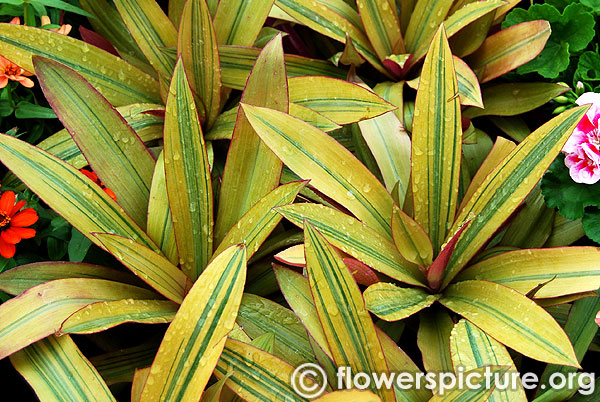 Tradescantia spathacea vittata