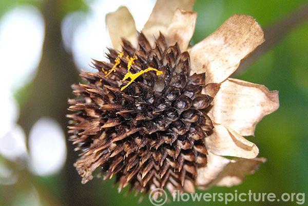 Tree marigold seeds