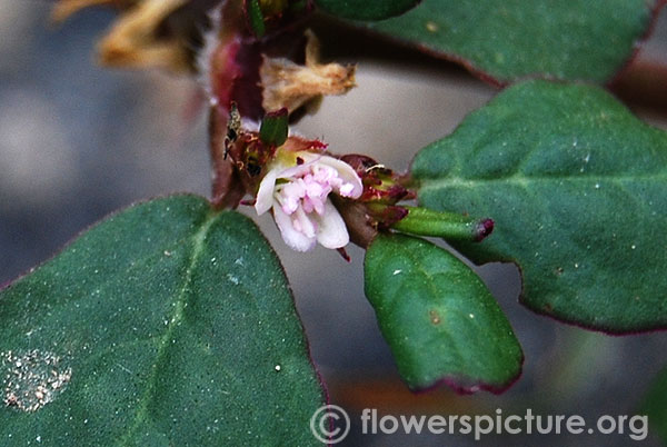 Trianthema portulacastrum