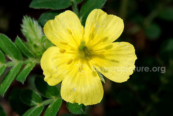 tribulus terrestris