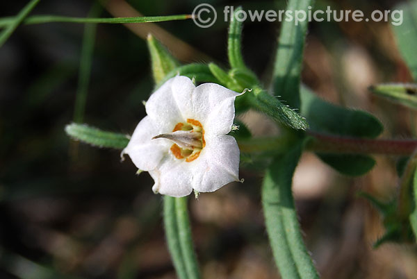 Trichodesma indicum