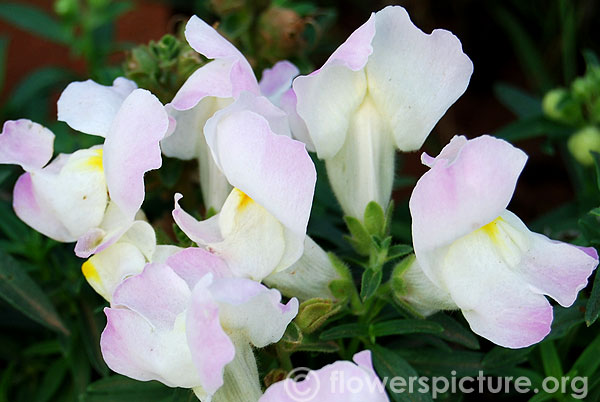 Tricolor antirrhinum majus