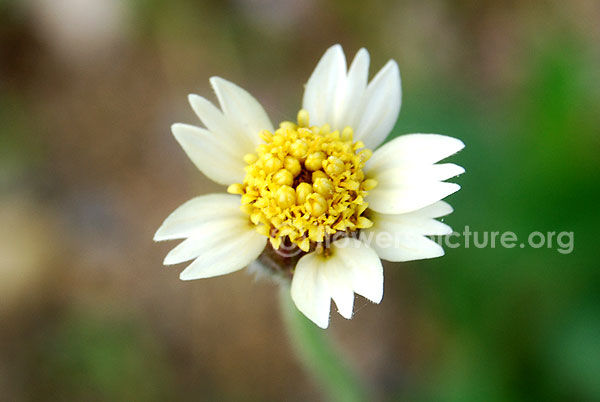 tridax procumbens